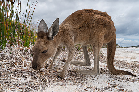 西澳大利亚 西澳大利亚 Le Grand国家公园角动物旅行海洋目的地大袋鼠旅游海岸线海湾农村沿海图片