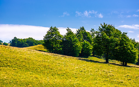 草地山坡上的白石林叶子公园风景旅游旅行地面木头山毛榉小丘环境图片