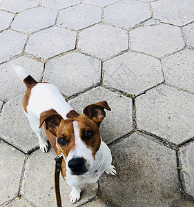 杰克鲁塞尔狗宠物 白色和棕色小狗犬类动物皮带猎犬哺乳动物图片
