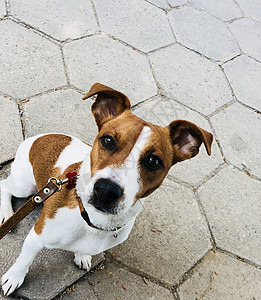 杰克鲁塞尔狗宠物 白色和棕色皮带犬类猎犬动物小狗哺乳动物图片