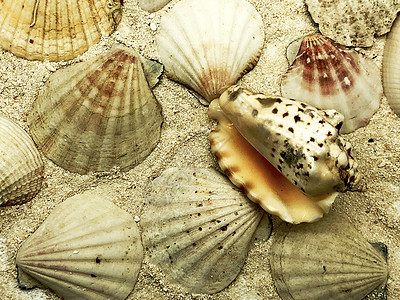 海海贝贝壳和贝壳 夏季沙粒封闭夏季旅行海滩背景图片