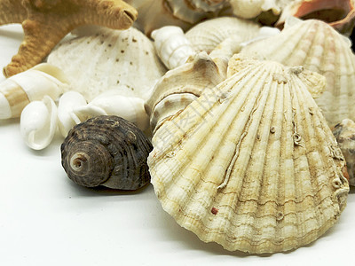 海海贝壳和贝壳 紧闭夏季旅游海滩的白色细节图片