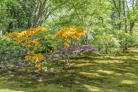 在哈格霍兰德的公园里地标旅行风景禅意游客植物群旅游花坛植物图片