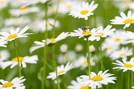 苍蝇授粉和喂养雏菊生活植物生长魔法昆虫仙境叶子利润庭园商业图片