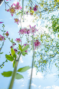 紫紫阿基丽花以自然背景为背景 特写 从下面的独特角度荒野花序宏观草本植物引擎盖紫色植物学花瓣野花花园背景图片