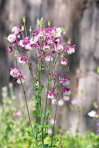 紫紫阿基丽雅花 在自然背景上 特写雌蕊宏观剪贴簿花园花序植物学植物金鱼野花植物群图片