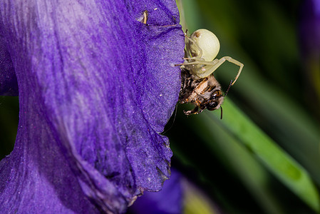 伊里斯巴尔巴塔 大型特写一只白螃蟹蜘蛛植物群紫色花园岩石杂交种鸢尾花鸢尾胡子植物昆虫图片