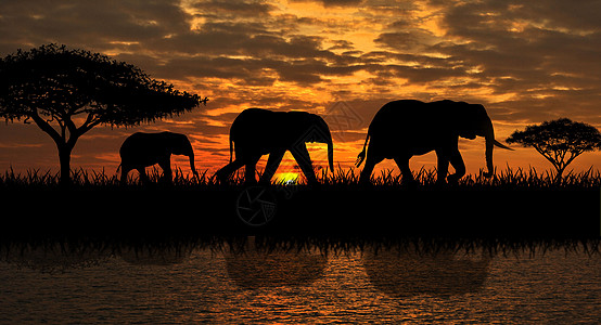 大象的一家人散步图片