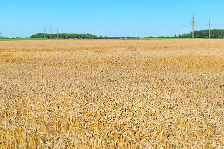 夏末黄小麦的美丽田地图片
