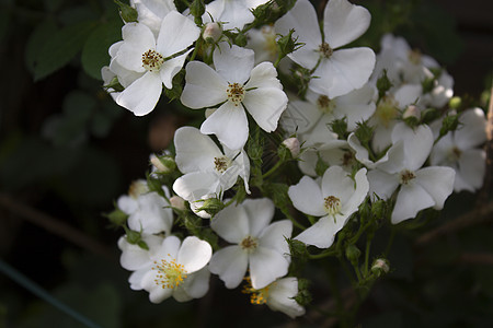 像小兰花一样的白色花朵爱好棕色花园装饰植物群风格土壤叶子剪纸兰花图片