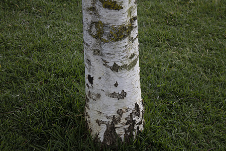 公花树受洗是废了的树皮木炭森林旅行日志记录社区柴堆树干阴影阳光图片