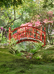 在日本花园的红桥花园植物群禅意风景红色旅游植物公园游客地标图片