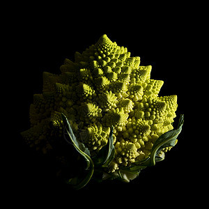 黑色背景的罗马尼斯科花椰菜背景图片