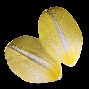 两个黄色的郁金香花瓣色调宏观优美淡黄色眼泪阴影黑色植物群背景日光图片