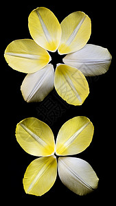 几个黄黄色的郁金香花瓣圆环排列优美黑色色调日光眼泪植物群圆圈宏观背景阴影图片