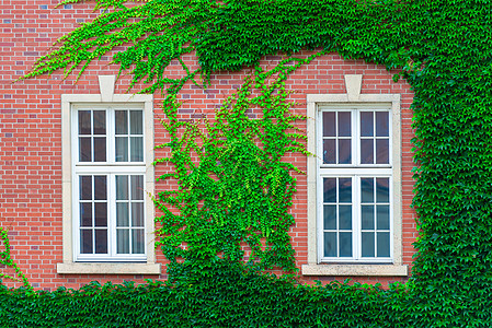砖砌建筑的墙上长满了藤蔓丛生的窗户图片