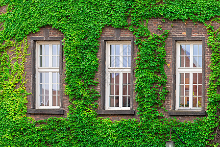 被绿色藤蔓包围的砖楼三扇窗户图片