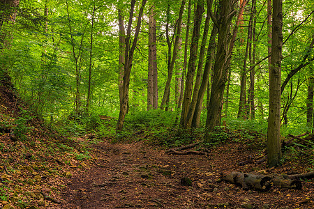 夏季日绿色厚厚 淡薄的森林景观图片