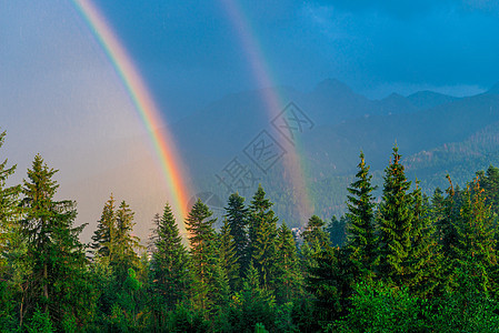 雨过后 两彩虹在一棵木头上图片
