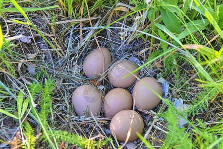 母鸡蛋 废弃的巢穴与雌鸡蛋蓝色女性鸟类野鸡孵化荒野账单环境秋水仙后代图片
