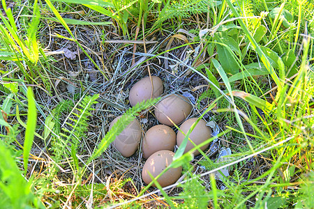 母鸡蛋 废弃的巢穴与雌鸡蛋环颈鸟类荒野戒指秋水仙风门女性游戏母鸡动物群图片