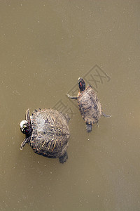 在湖中游泳的双海龟爬行动物水面生物爬虫栖息地公园池塘野生动物乌龟图片