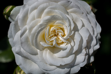 近距离的白色玫瑰图片