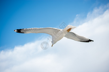 单海鸥在蓝蓝空中飞翔航班翅膀蓝色鸟类动物羽毛飞行自由照片天空图片