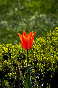 花园中的橙色郁金花美丽季节植物群叶子郁金香花朵植物场地花瓣园艺图片