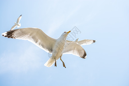 海鸥在天空中飞翔鸟类翅膀野生动物自由航班动物羽毛飞行照片蓝色图片