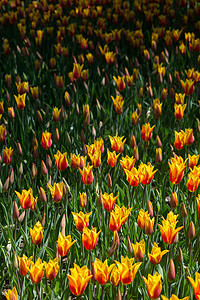 春天的郁金香园艺场地花朵植物群花园叶子植物美丽花瓣季节图片
