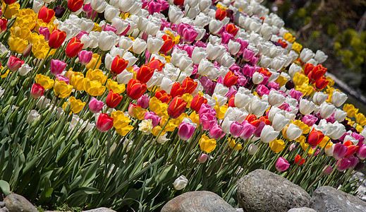花园里各种颜色的郁金香花场地花坛花朵叶子花店植物群植物旅行花瓣园艺图片