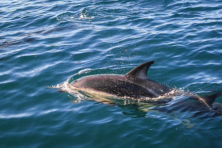 新西兰Kaikoura湾海豚动物鲸目海上生活海浪海洋蓝色潜水哺乳动物荒野捕食者图片