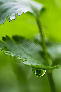 带水滴的Coriander叶背景图片