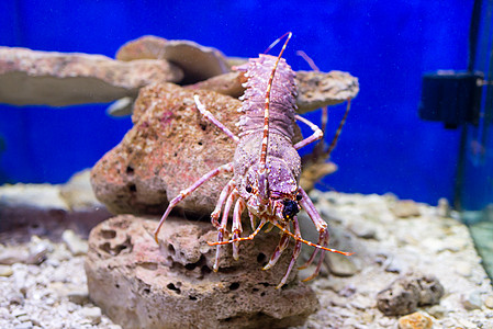 红龙虾在水族馆里螃蟹海鲜甲壳小龙虾蓝色海洋生物龙虾钓鱼海洋市场图片