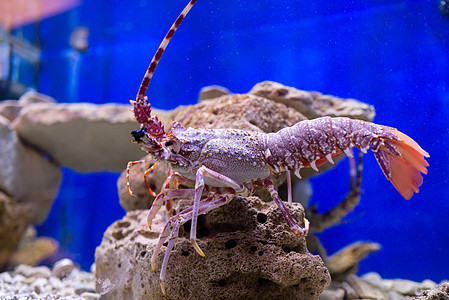 红龙虾在水族馆里市场玻璃缸钓鱼海鲜热带蓝色龙虾海洋生物甲壳龙虾尾图片