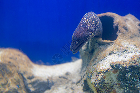 绿色穆拉埃纳 穆拉埃纳赫莱娜珊瑚浅滩宠物野生动物情调眼睛海鳗潜水热带蓝色图片