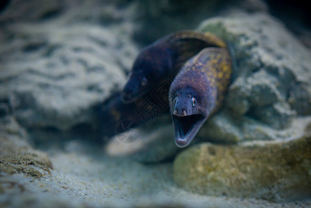 绿色穆拉埃纳 穆拉埃纳赫莱娜连体生活浅滩水族馆海洋热带异国海鳗野生动物动物群图片