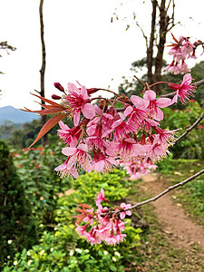 粉红色的花朵 普鲁努斯塞拉索迪斯图片