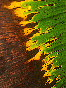 香蕉树香蕉叶上的纹理叶子生活生长环境线条宏观细胞墙纸季节绿色图片