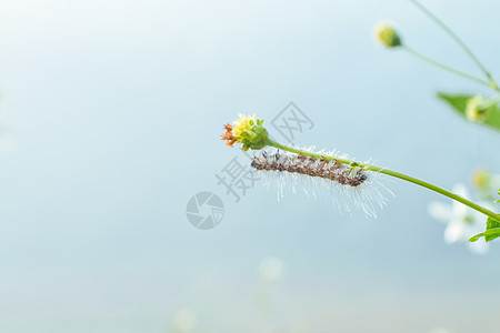 虫子和带水滴的水花i植物网络荒野蜘蛛雨滴宏观草地薄雾图片