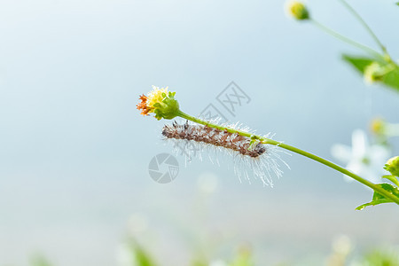 虫子和带水滴的水花i荒野蜘蛛雨滴网络草地植物宏观薄雾图片