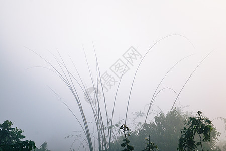 竹子和水滴在雾中环境日出旅行薄雾风景树木公园天空日落森林图片