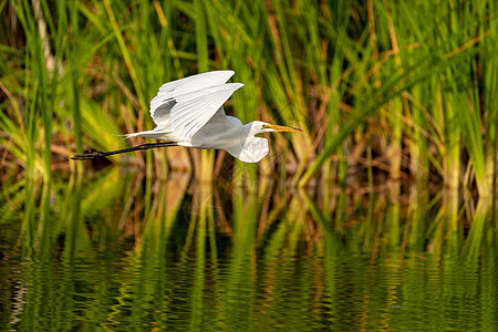 阿尔代亚阿巴大鸟苍蝇翼展水禽湿地白鸟沼泽白鹭池塘苍鹭海岸野生动物图片