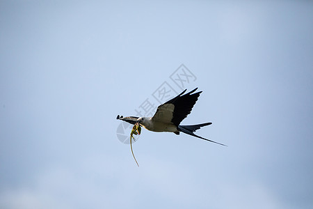 燕子南飞图用古巴小克尼的叶拉诺迪斯飞燕尾风筝猎物羽毛蜥蜴胡桃细纹风筝动物捕食者野生动物打扮背景