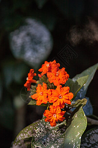 果冻树上的橙花橙子红色花瓣灌木灌木状图片