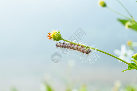 虫子和带水滴的水花i蜘蛛荒野网络薄雾雨滴宏观草地植物图片