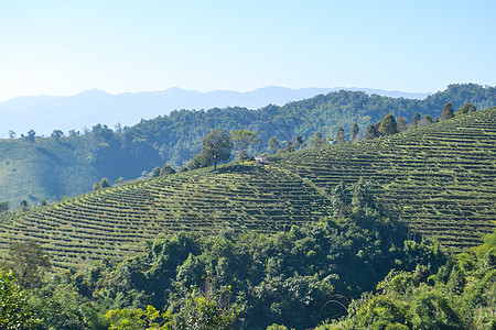 山上种植的茶叶种植园环境农场场地高地天空叶子乡村农田植物场景图片