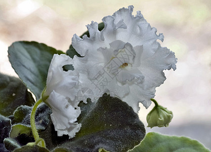 精细的白色紫罗兰树叶植物群紫色绿色花瓣季节性宏观植物图片