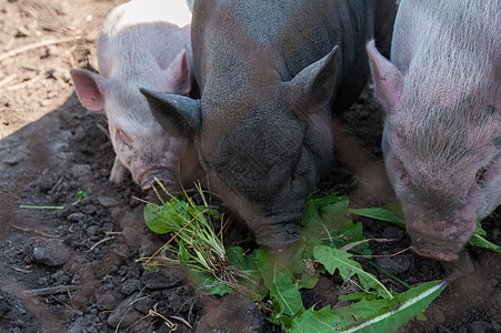 维特名猪哺乳动物农场地面腹部婴儿农业团体小猪猪肉荒野图片